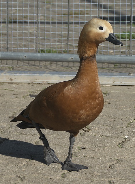 电影